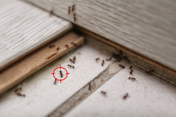 Best Local Pest Control Services  in Mulberry, OH