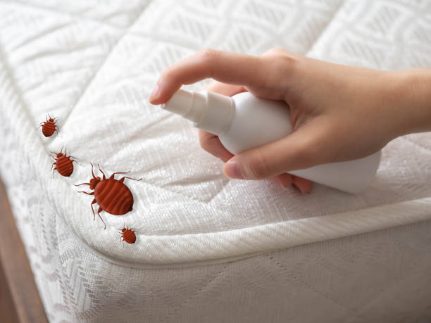 Best Affordable Pest Control Services  in Mulberry, OH