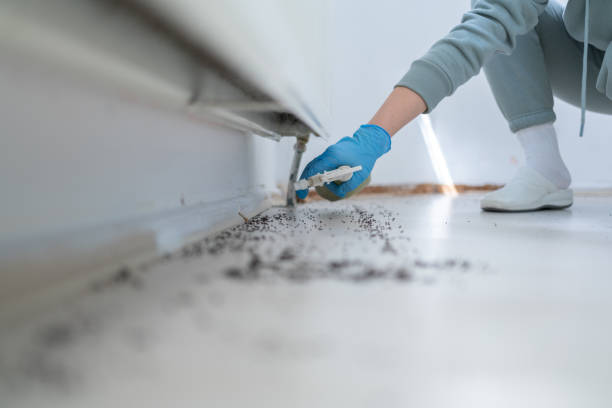 Best Termite Control Services  in Mulberry, OH